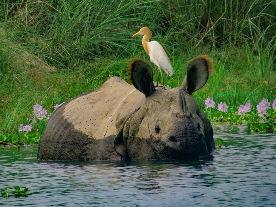 one horn rhinocerous - chitwan national park