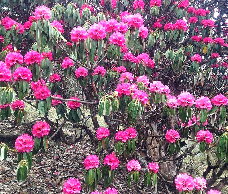 Rhododendron Flowers on the way to Annapurna Circuit Trek
