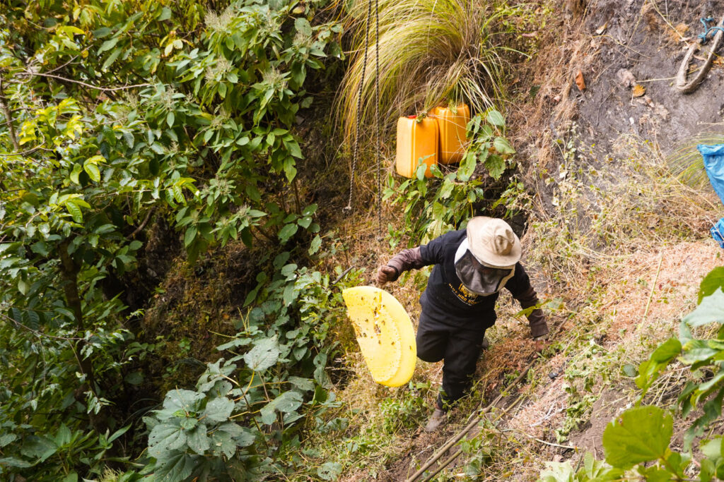 Honey Hunter with Honeycomb on the hand