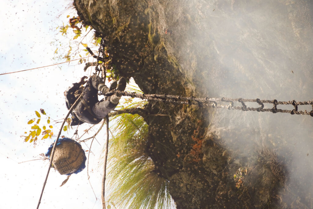 Honey Hunter Climbing Mountain Cliff to Get Mad Honey