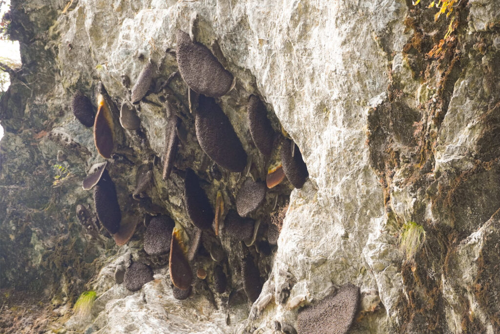 Honeycomb on the mountain cliff