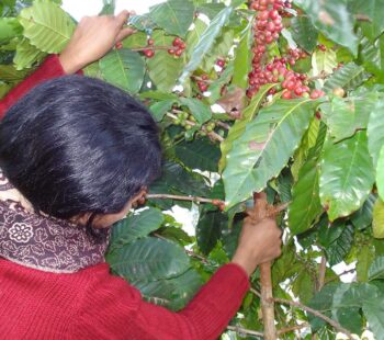 organic coffee in Nepal