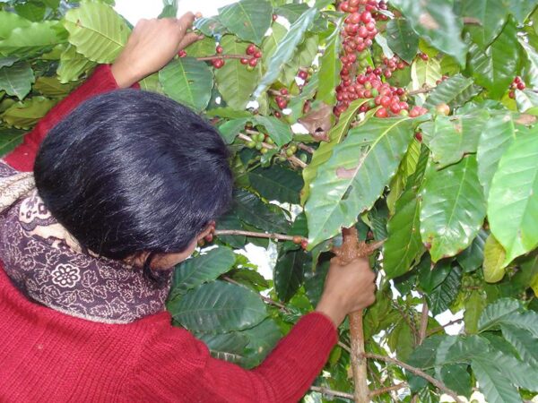 organic coffee in Nepal