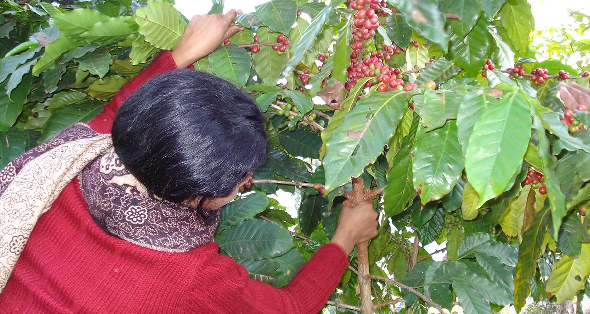 organic coffee in Nepal