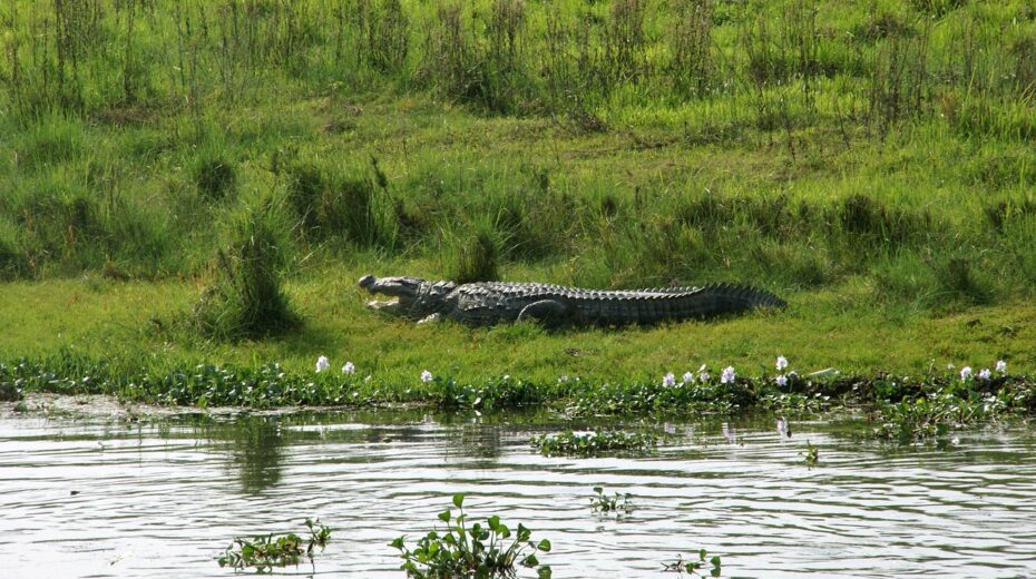 Crocodile in Chitwan National Park