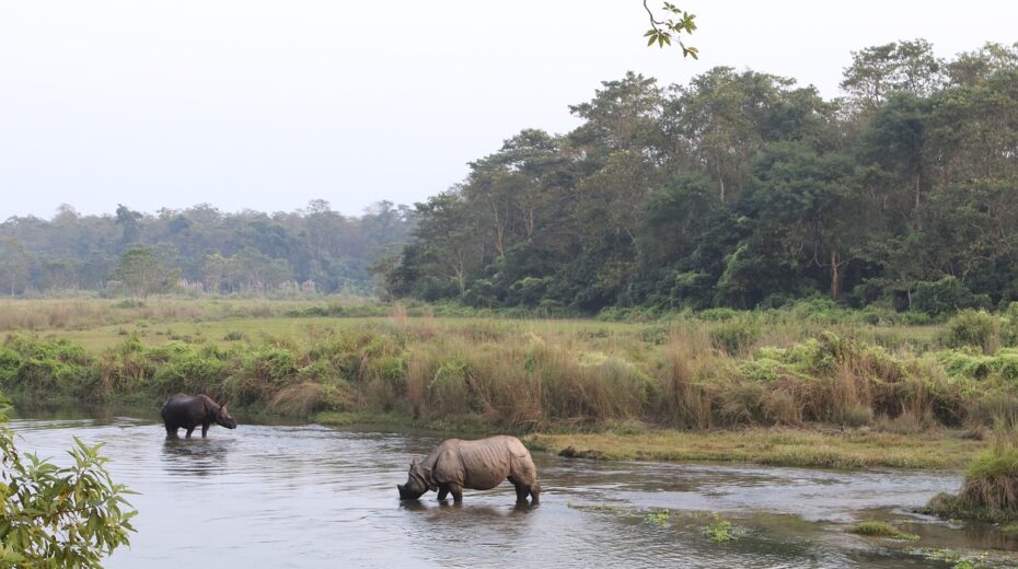 One Horn Rhinoceros in Chitwan National Park